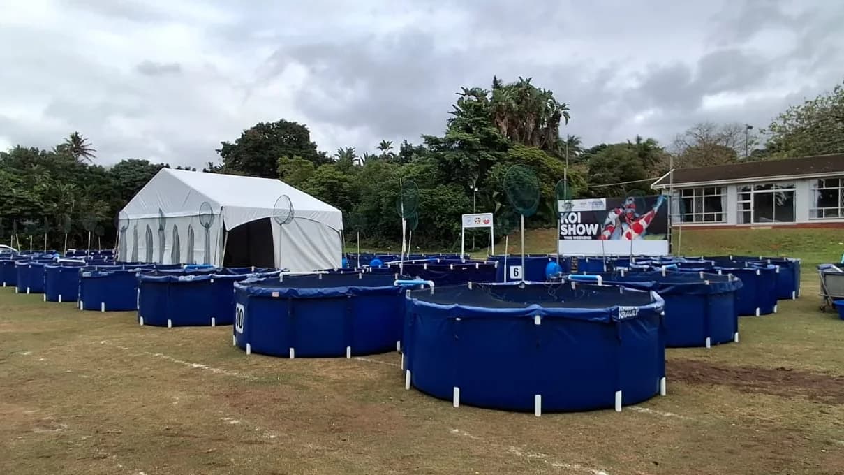 Rows of blue PVC koi show vats set out and covered on the grass at Crusaders Sports Club, Durban North, with a white marquee, landing nets on poles, a Koi Show banner and the clubhouse behind them under an overcast sky